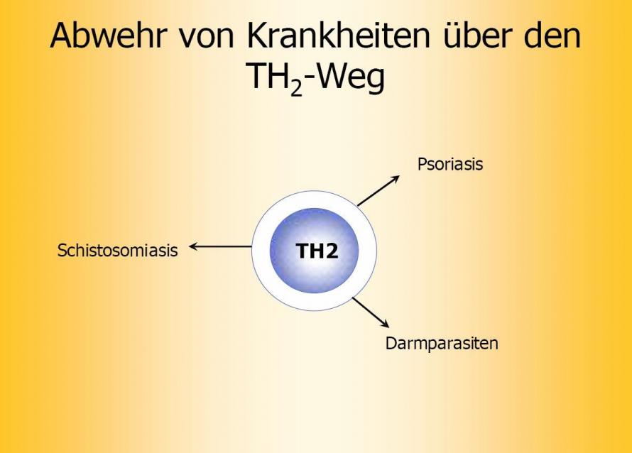 Abwehr von Krankheiten über den TH2-Weg